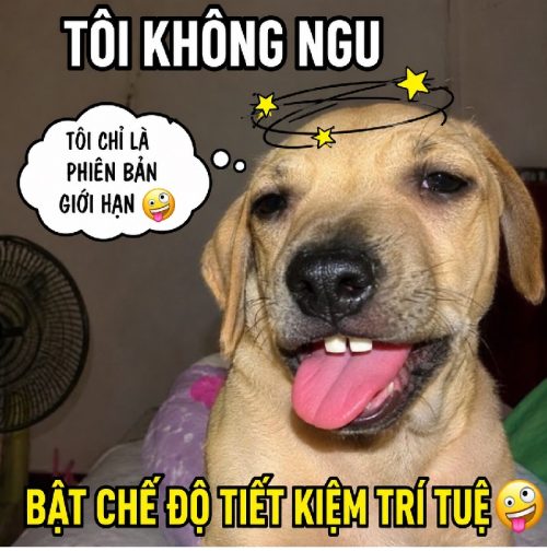 Meme ngu – Bộ ảnh chế ngu như bò siêu hài hước bựa nhất