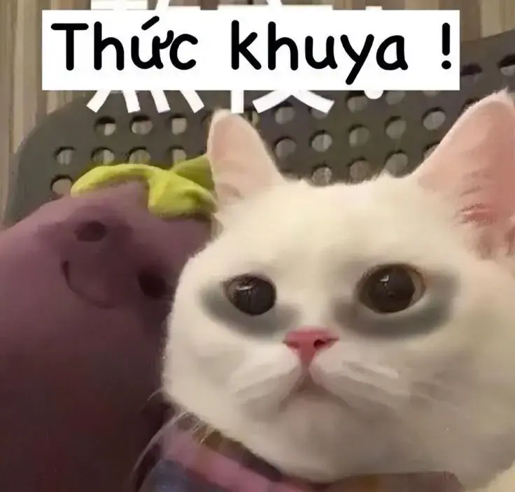 Vẻ mặt ủ rũ của mèo con thiếu ngủ kinh niên