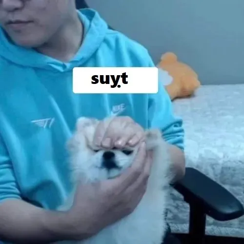 Từ ảnh troll thành biểu tượng: hành trình meme suỵt