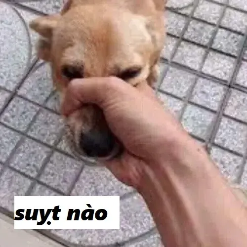 Meme suỵt: biểu tượng im lặng kiểu GenZ