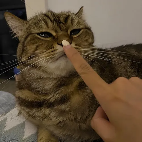 Suỵt thôi, cười sau: meme im lặng đang viral