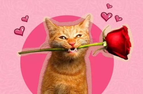 Meme tặng hoa – Bộ ảnh chế lãng mạn cute siêu hài hước