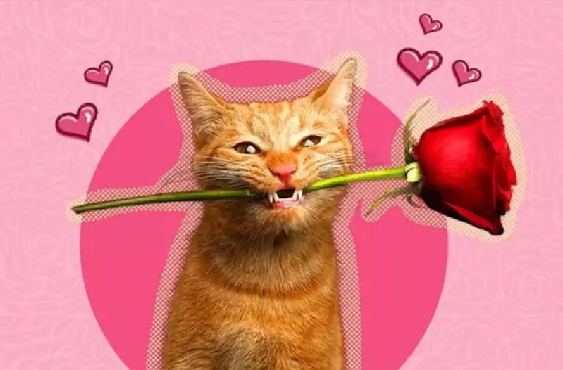 Meme tặng hoa – Bộ ảnh chế lãng mạn cute siêu hài hước