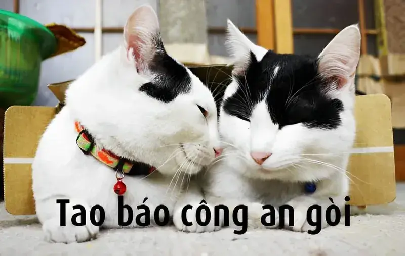 Meme mèo đã báo công an rồi