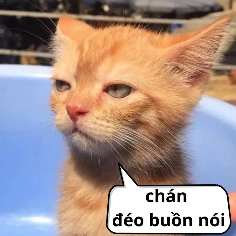 Ảnh troll thần thái ê chề sau trận thua