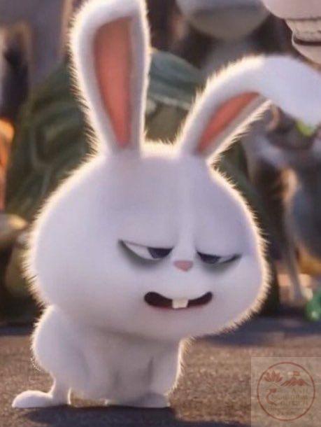 Meme thỏ Snowball