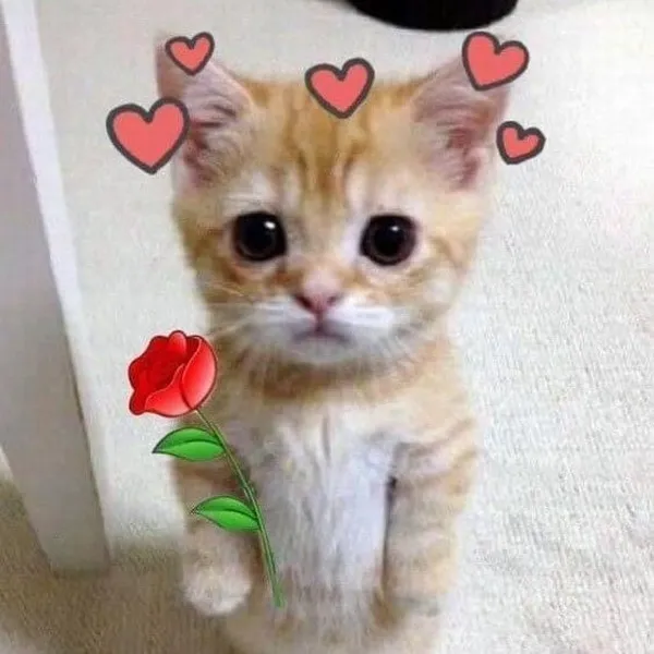 Những meme tình yêu đáng yêu nhất để gửi người thương mỗi ngày
