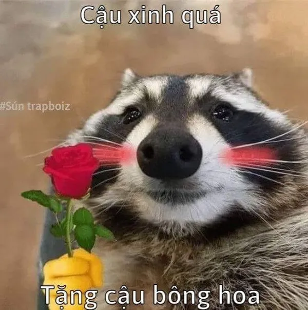 Ảnh troll bó hoa đỏ thắm biểu tượng của tình yêu