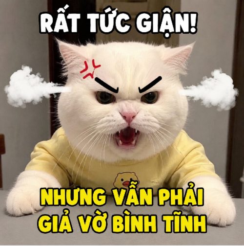 Meme tức giận – Tuyển tập những khoảnh khắc hài hước nhất