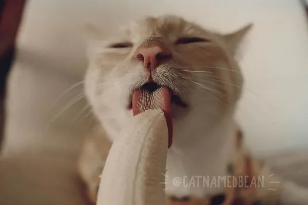 Meme Vắt Cực Khô