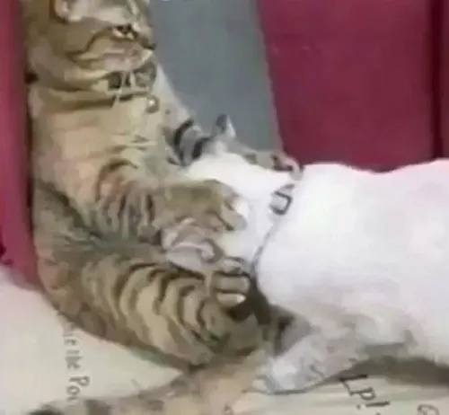 Meme Vắt Cực Khô