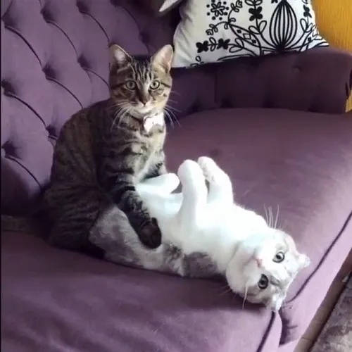 Meme Vắt Cực Khô