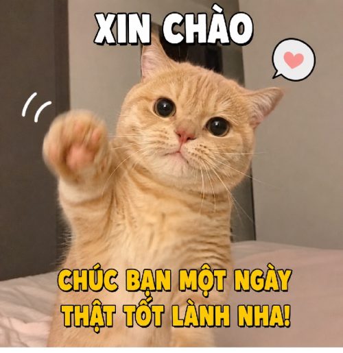 Meme xin chào – Bộ ảnh chế hello siêu hài hước cute nhất