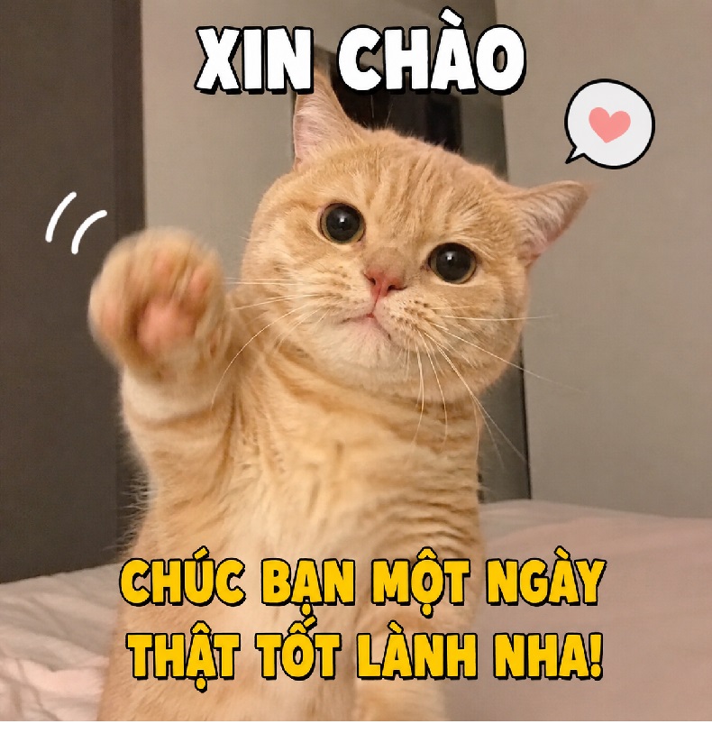 Meme xin chào – Bộ ảnh chế hello siêu hài hước cute nhất