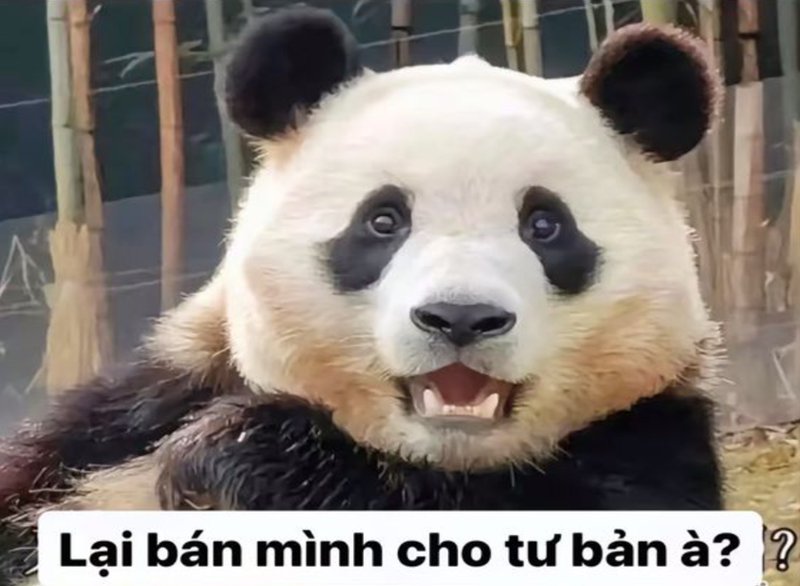 Cười ngả nghiêng với loạt ảnh meme gấu trúc vui nhộn, ngộ nghĩnh
