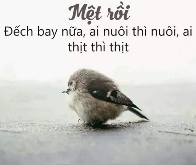 Biểu cảm thú vị của các động vật trong meme