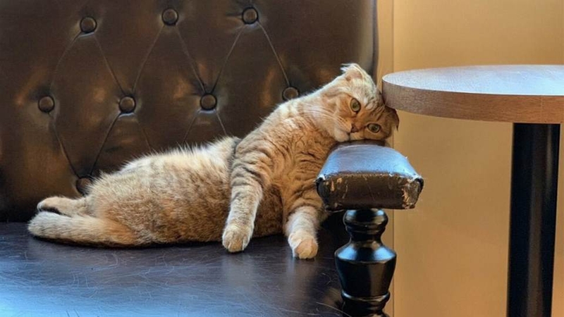 Các mẫu meme mệt mỏi siêu thú vị