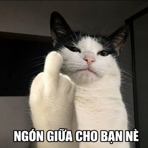 Ngón giữa meme – Bộ ảnh chế fuck you siêu bựa hài nhất
