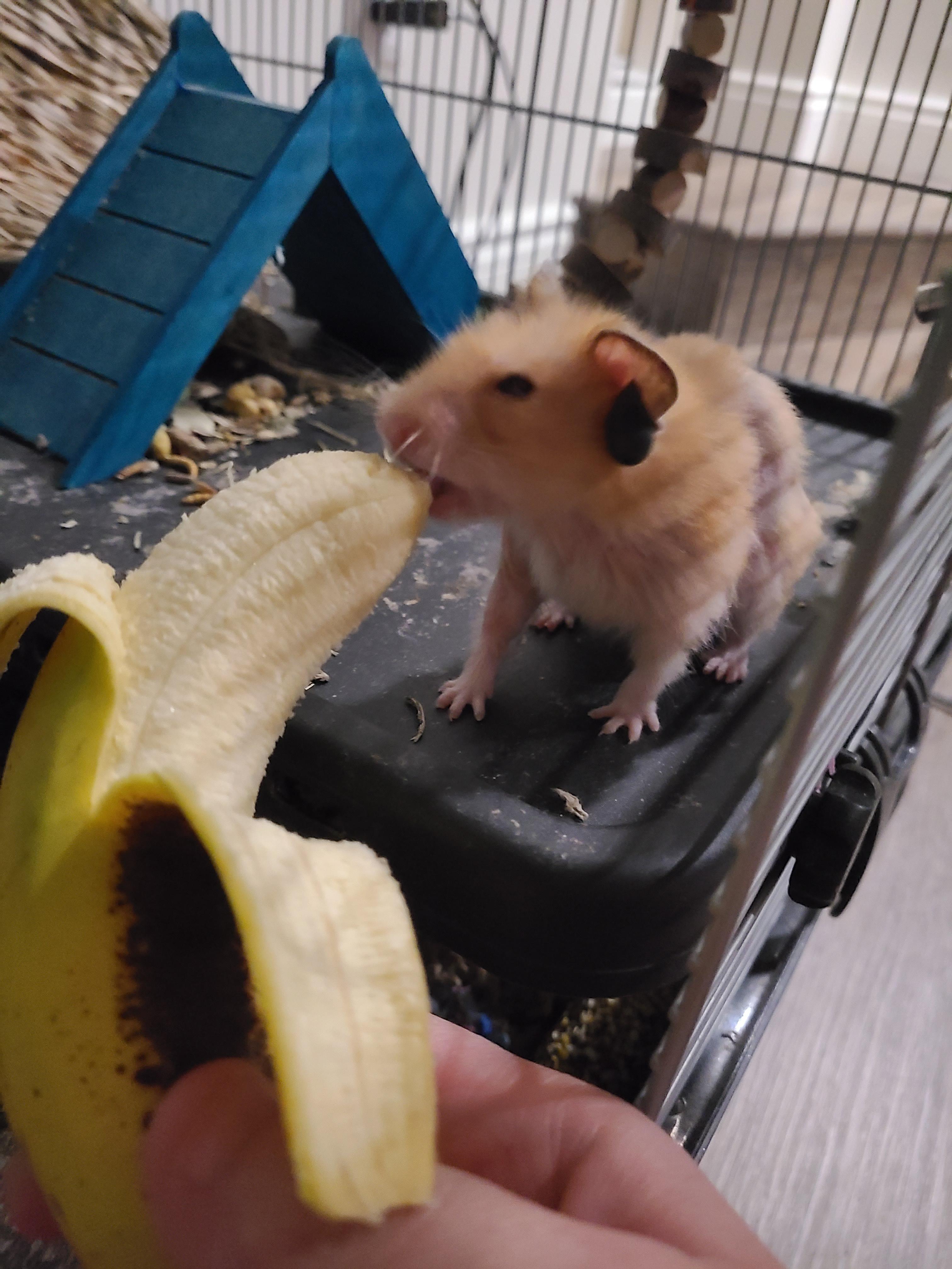 Chuột hamster ăn cả quả chuối : r/mildlyinteresting