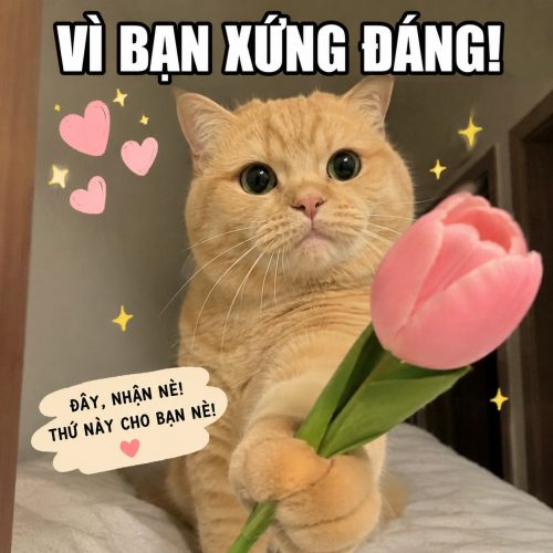 Vì bạn xứng đáng meme – Bộ ảnh chế siêu hài hước nhất