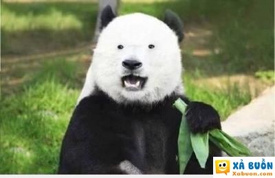 khi gấu trúc ngủ đủ giấc :3 - haivl | hài hước | hài vl