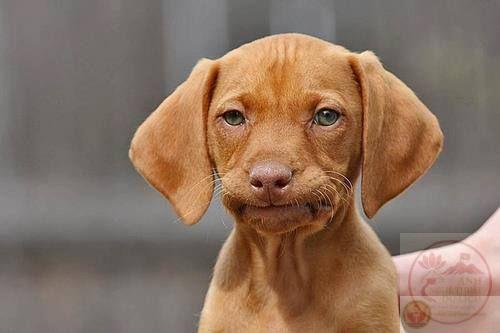 Disappointed dog. You just have to love this guy.