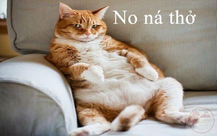 Meme Mèo Ăn Rau, Ăn Cơm, Ăn Chuối, Bim Bim [Siêu Cute]