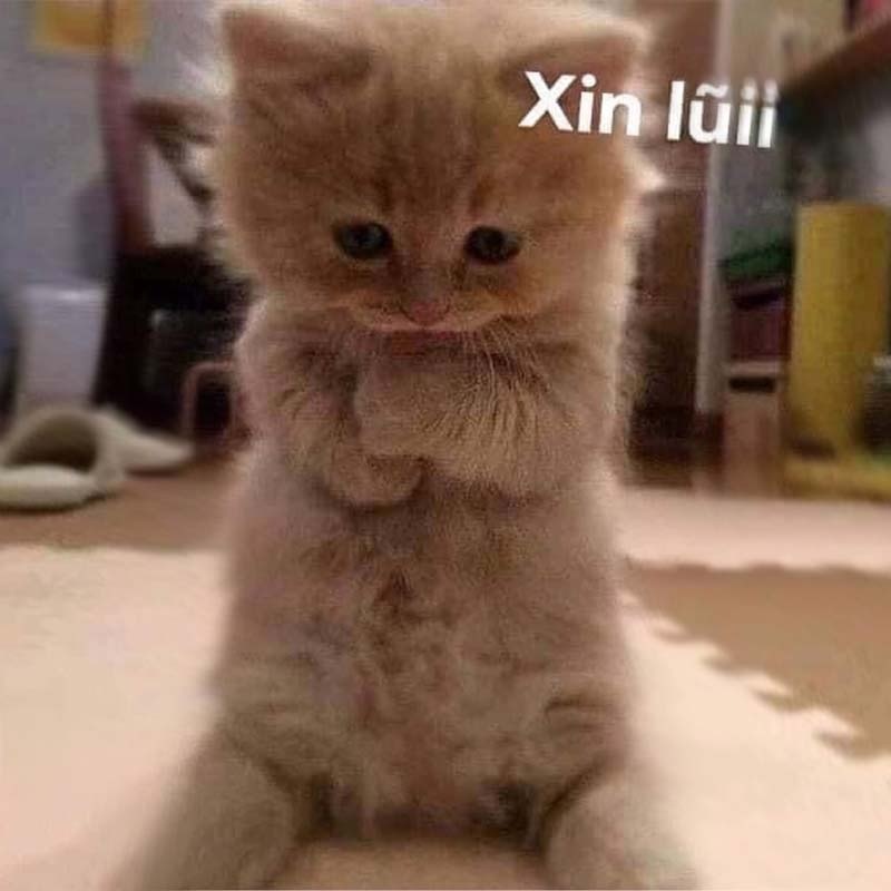Hinh-anh-meme-meo-xin-loi-dang-yeu-1