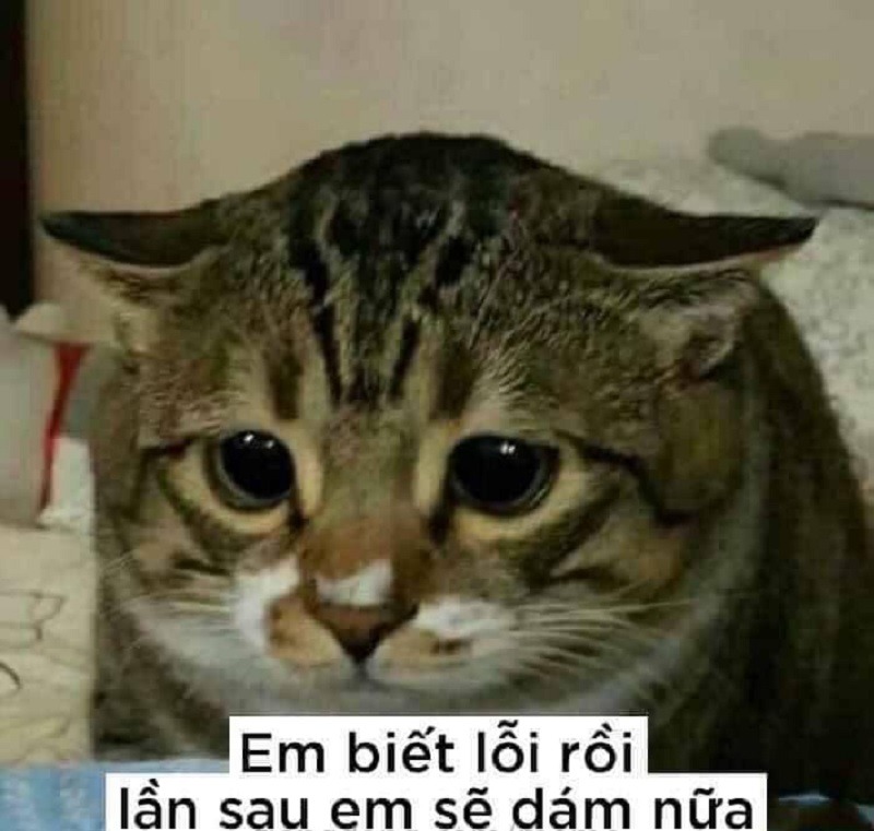 Hinh-anh-meme-meo-xin-loi-dang-yeu-2