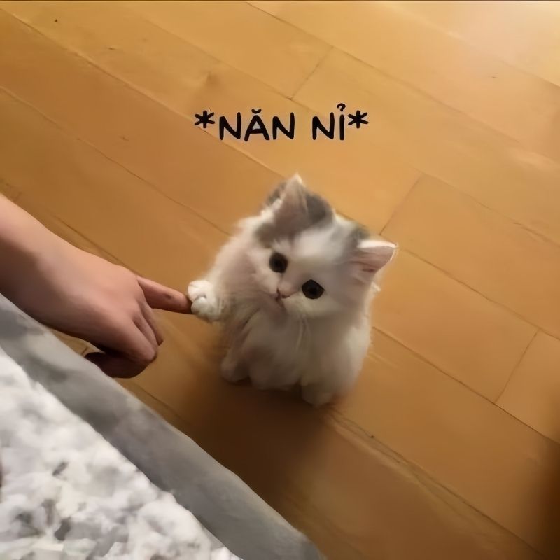 Hinh-anh-meme-meo-xin-loi-dang-yeu-3