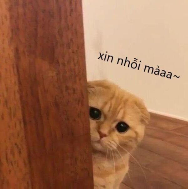 Hinh-anh-meme-meo-xin-loi-dang-yeu-4