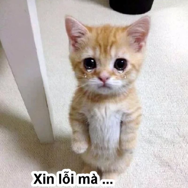 Hinh-anh-meme-meo-xin-loi-dang-yeu-7