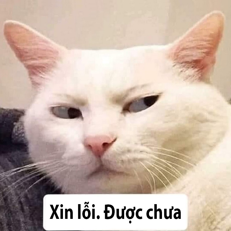 Hinh-anh-meme-xin-loi-duoc-chua-3