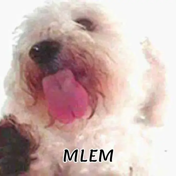 Hình chế chó lè lưỡi mlem nhìn phát cười