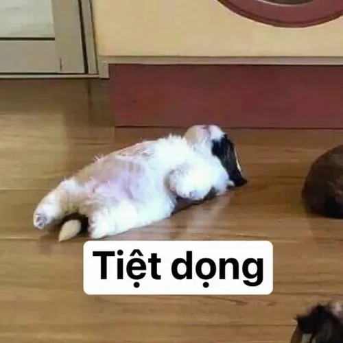 Meme mèo hài chán nản tuyệt vọng nằm dài trên sàn nhà
