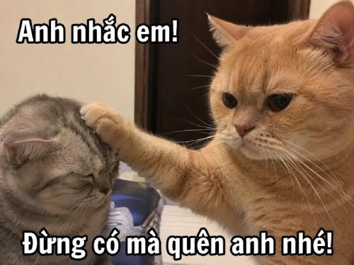 Anh nhắc em meme – Bộ ảnh chế trọng tài siêu hài bựa