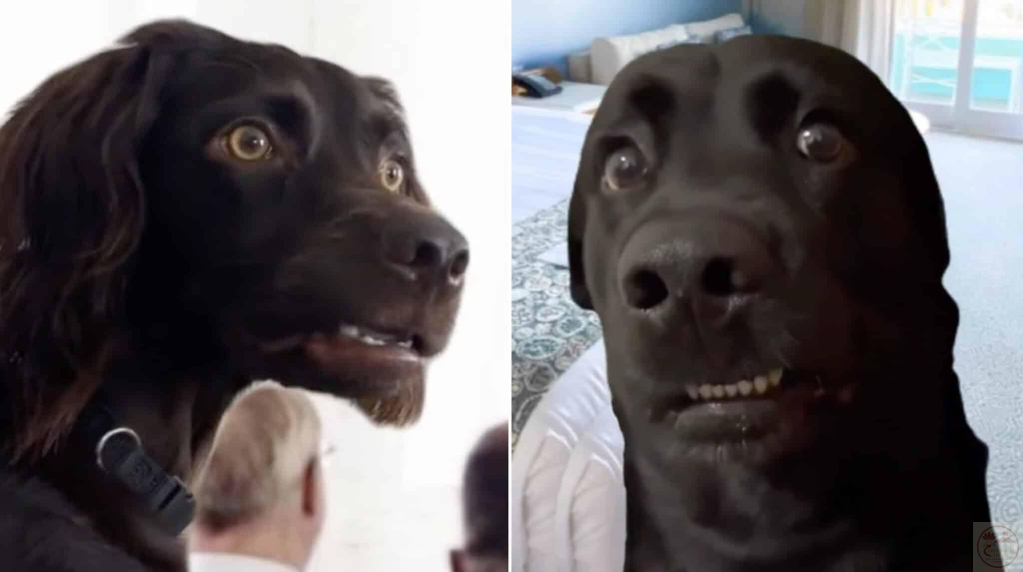 awkwardly staring dog scaled 1