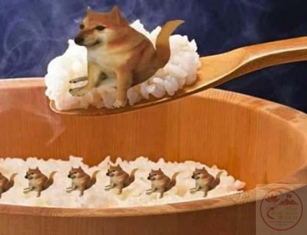 Cơm chó - cẩu lương – TVMeme