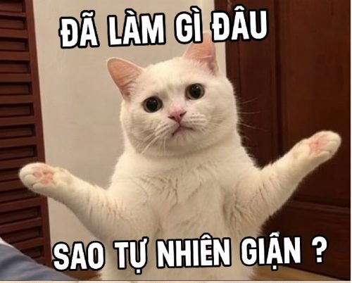 Đã làm gì đâu meme – Bộ ảnh chế siêu hài hước nhất
