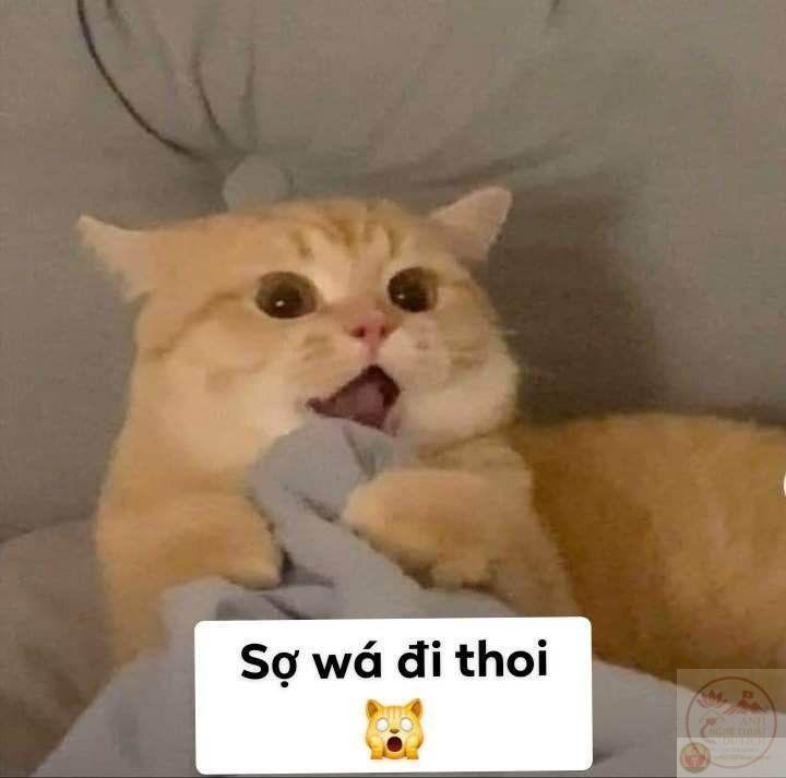 115+ chế sợ quá sợ quá meme của streamer Độ Mixi bá đạo