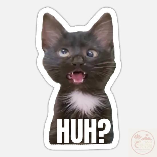 funny cross eyed cat meme huh fu 1
