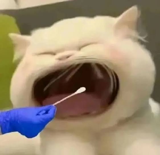 101+ Meme Há Mồm Cực Hài Hước Khiến Bạn Cười Nghiêng Ngả