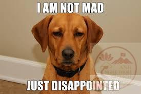 Top Disappointed Memes That Perfectly Capture the Mood