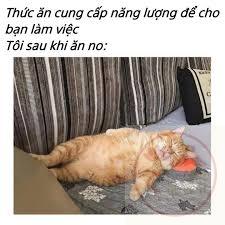 Chú Gấu Phê Pha 🐻🍺 | No quá nên nằm nghỉ xíu =)))) 😌🤣 | Instagram