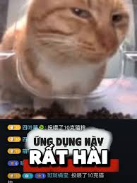 Meme Gốc Nhân Văn | TikTok