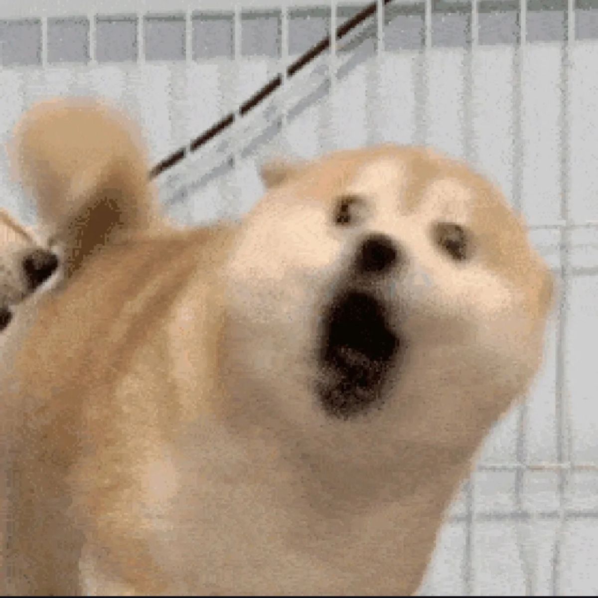 Sưu tầm meme sợ hãi các thứ, hoảng hốt, hoảng loạn hài