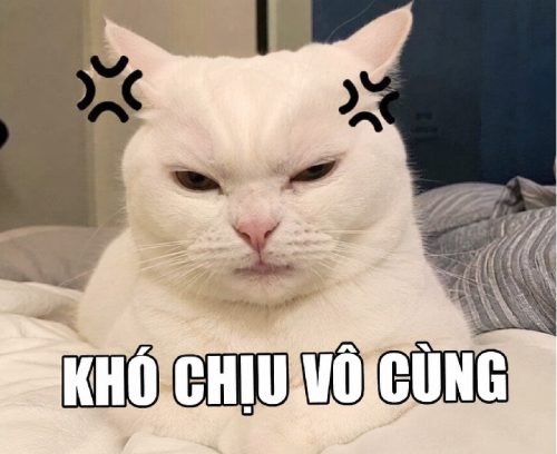 Khó chịu vô cùng meme – Bộ ảnh chế siêu hài hước nhất