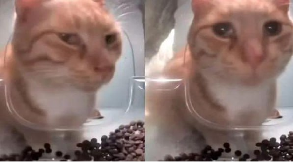 Meme ăn – Ảnh chế ăn vạ ăn no siêu hài hước nhất