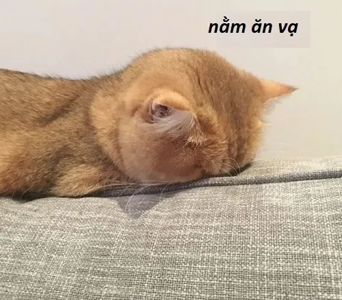 Bộ 20+ Meme Ăn Vạ cực hài, chân thực đến mức ai cũng thấy “giống mình”