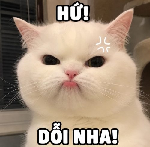 Meme bĩu môi – Bộ ảnh chế khinh bỉ chê siêu hài hước